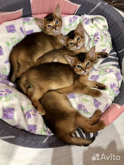 Абиссинские котята