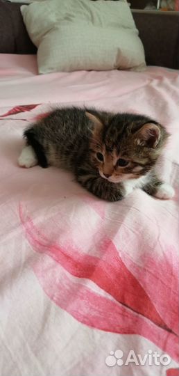 Отдам котят