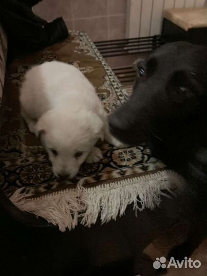 Щенок в добрые руки бесплатно маленькая порода