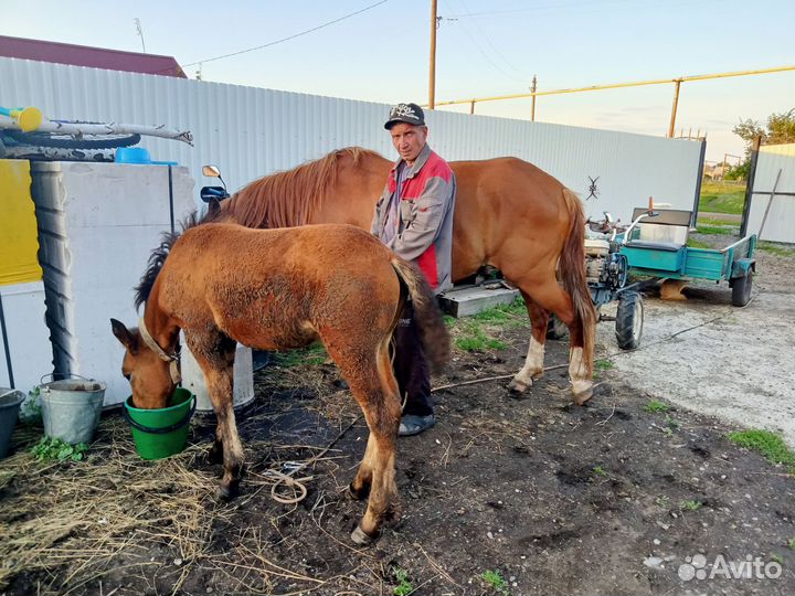 Лошадь с жеребенком