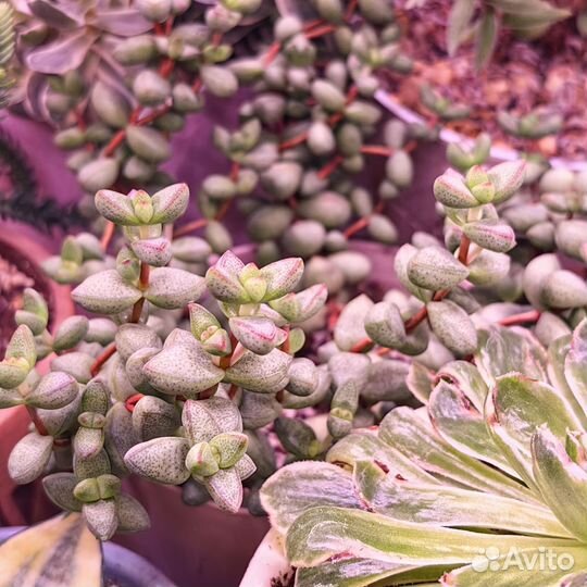 Крассула черенки