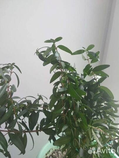 Комнатные растения