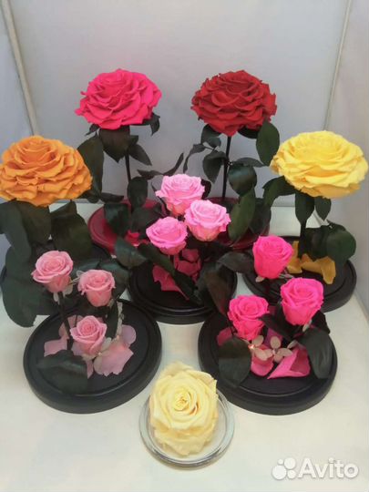 Роза в колбе / Подарок