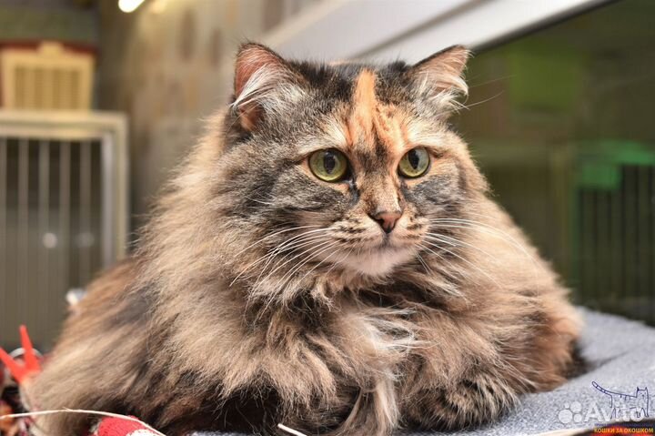 Кошка Мэрит, возраст 7 лет