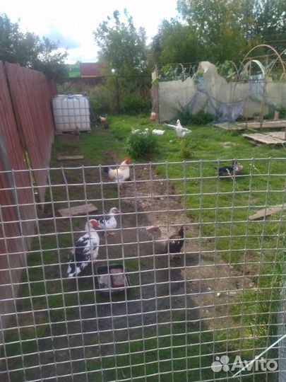 Куры несушки, гуси