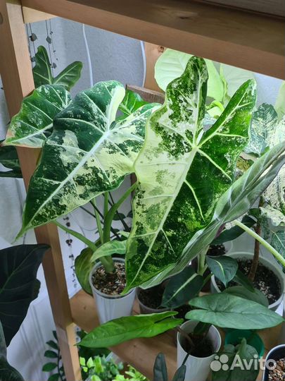 Алоказия мишольца вариегатная/фрайдек