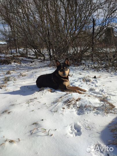 Собака на охрану