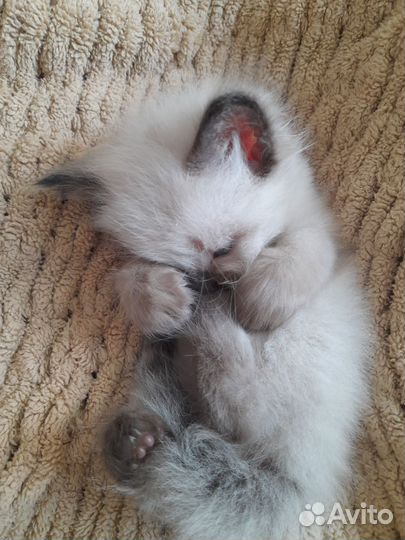 Сиамские котята