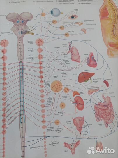 Атлас анатомии человека
