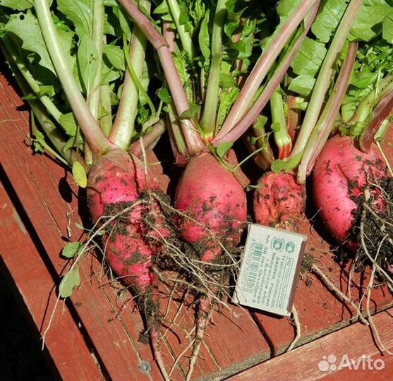 Дайкон красный