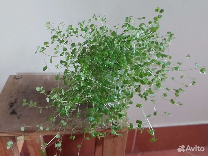 Комнатные цветы