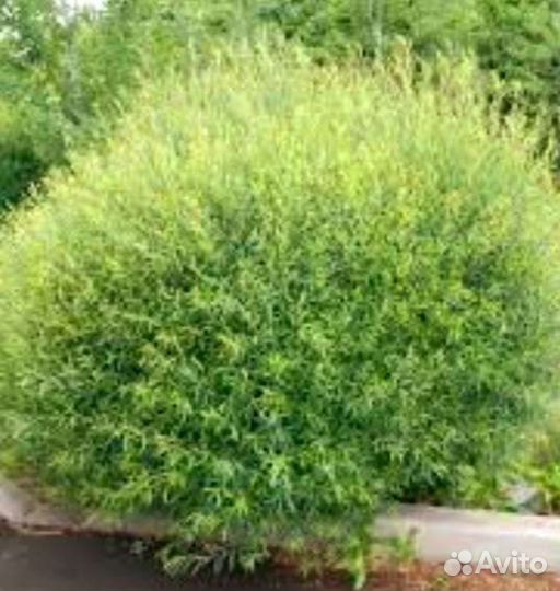 Ива пурпурный Нана