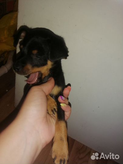 Русский той-терьер