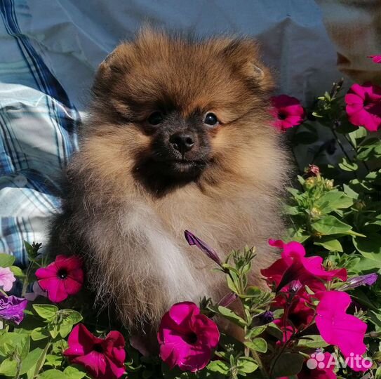 Чудесные медвежата разнообразных окрасов