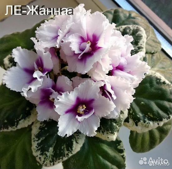Фиалки сортовые