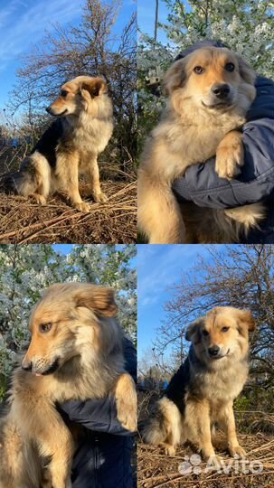 Щенок в добрые руки бесплатно