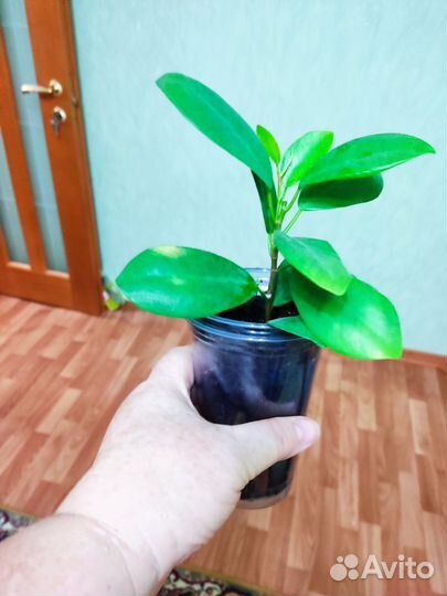 Фикусы много сортов