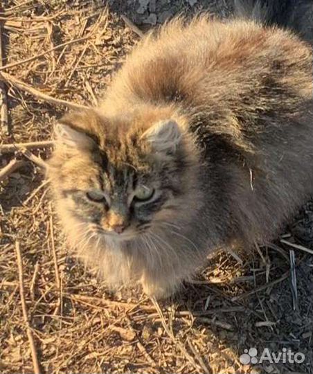 Самые простые, уличные котята