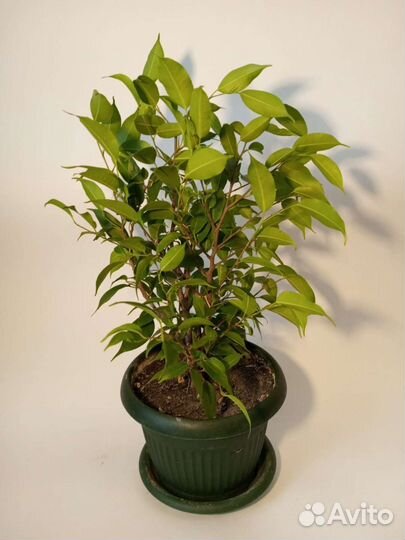 Фикусы бенджамина мелколистные