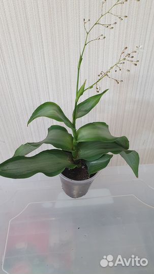 Комнатные цветы (традесканция, гинура, ледебурия)