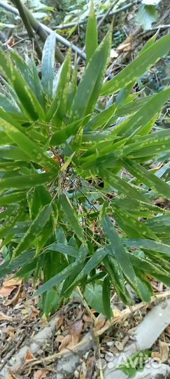 Бамбук fangesia nitida Black pearl