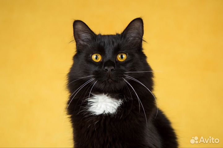 Обалденный кот