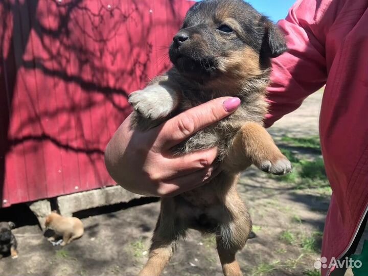 Отдам бесплатно щенки
