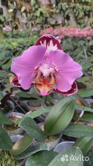 Сортовые орхидеи