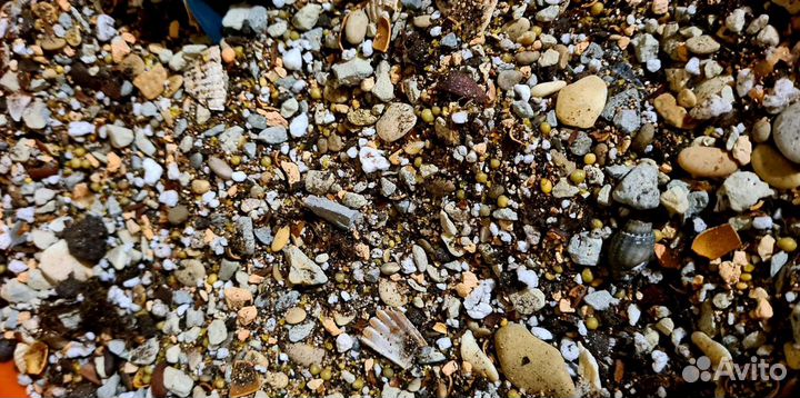 Грунт для кактусов, суккулентов