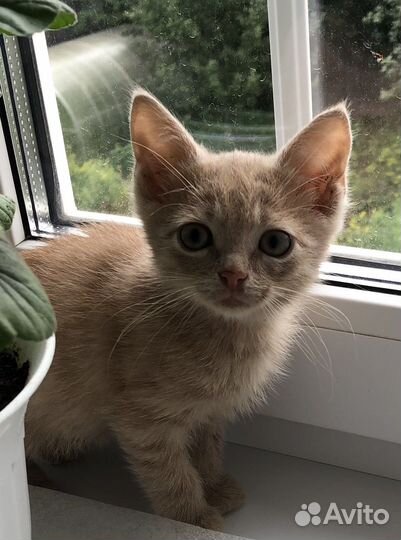 Котенок бежевый (кофе с молоком) Арсен