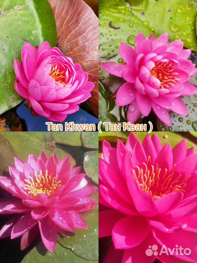 Лилии водяные (Нимфеи)