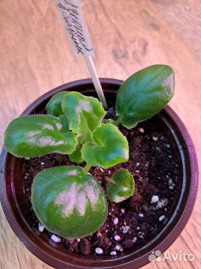 Сортовые фиалки