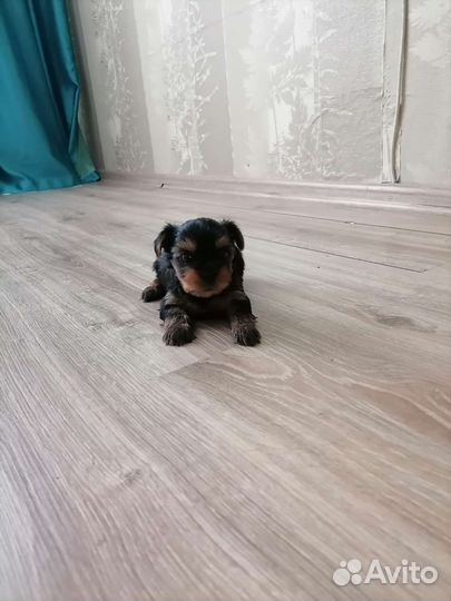 Йоркширский терьер стандарт, мини