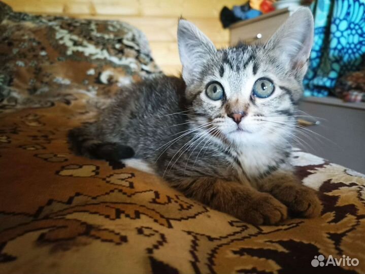 Кошка в дар бесплатно