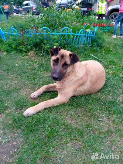 Щенок подросток в добрые руки