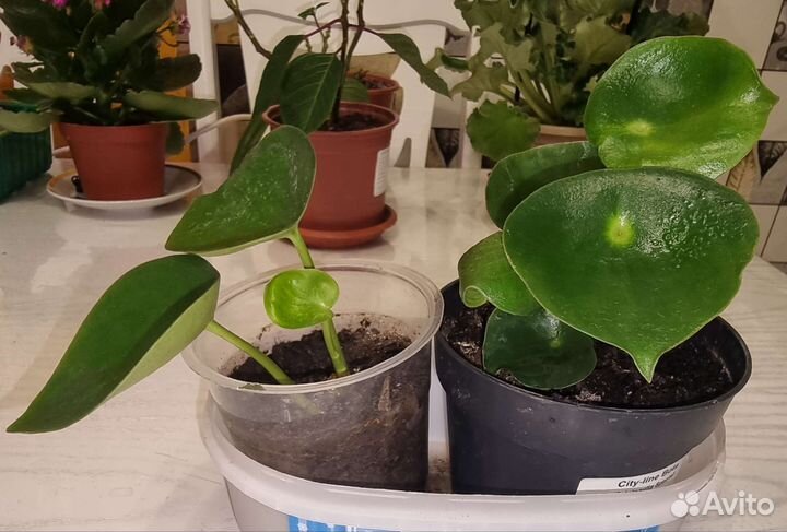 Сансевиерия, Пеперомия Рейндроп, Сингониум