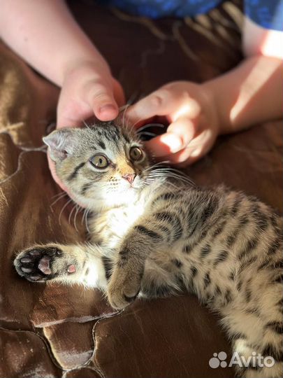 Котик в добрые руки