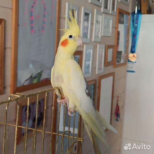 Попугай корелла с клеткой