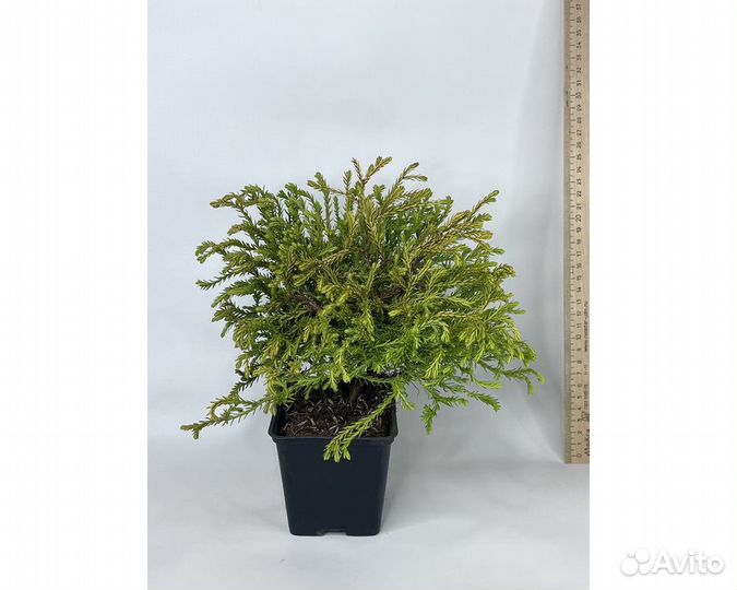 Туя западная Голден Таффет