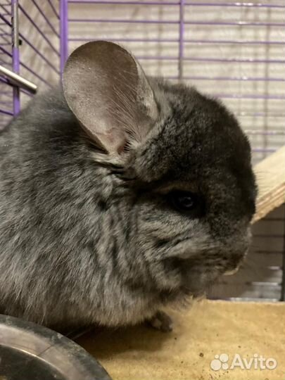 Шиншила с клеткой