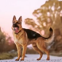 Немецкая овчарка, щенок