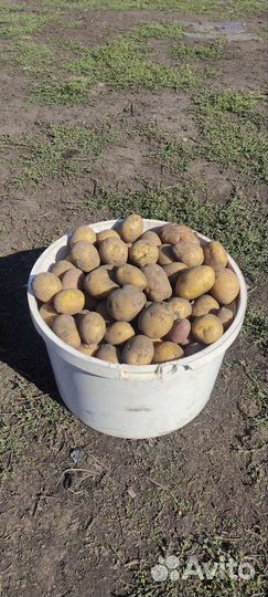 Мелкая картошка