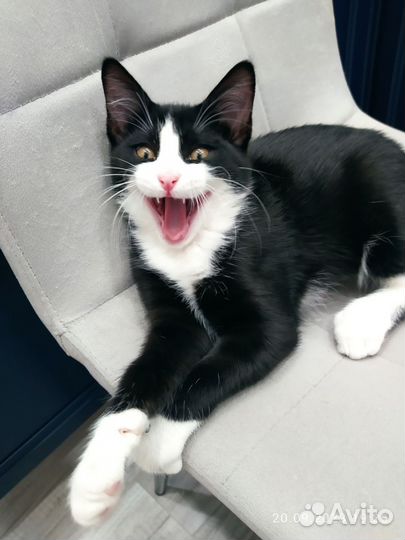 Кошки в добрые руки бесплатно