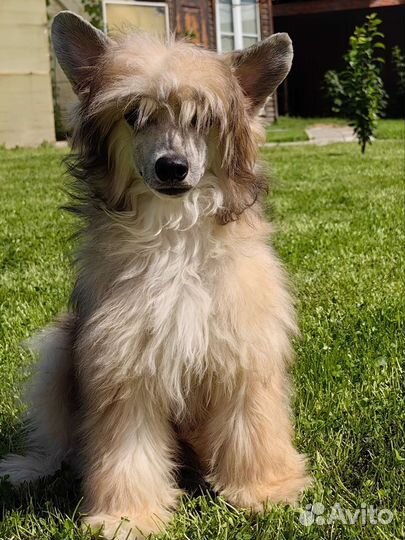 Китайская хохлатая собака мальчики