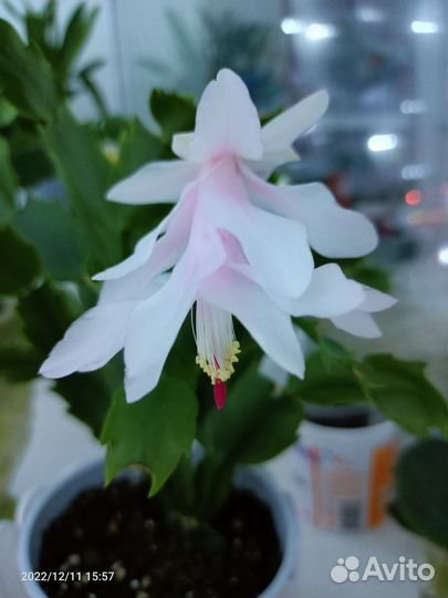 Декабрист шлюмбергера