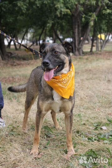 Хороший пёс с нелёгкой судьбой