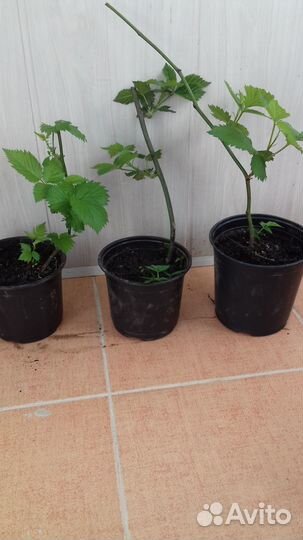 Ежевика бесшипная Натчез, Бжезина, Торнфи