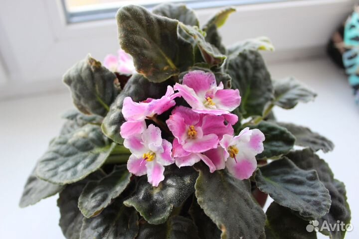 Фиалки цветущие в горшке