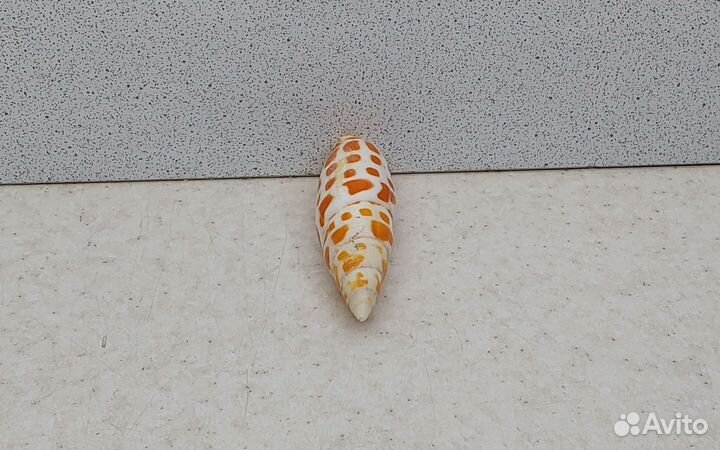 Митра Митра 6,7 морская ракушка раковина