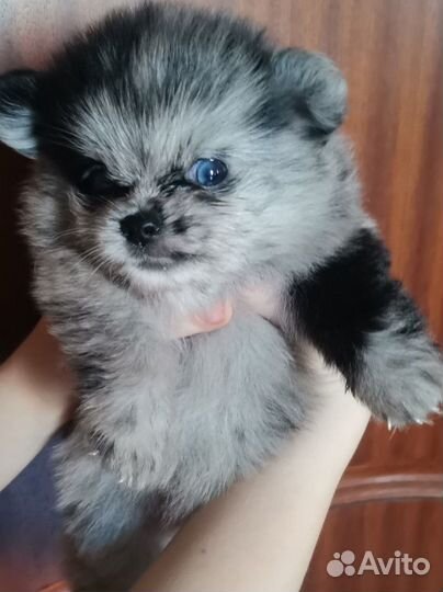 Щенки шпица